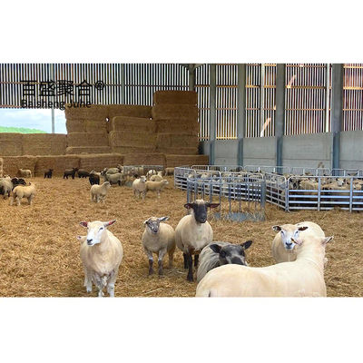 Metal Çiftlik Çadırı Çelik Yapı PKPM Çizim Tasarımı ile Yapılandırılmış Koyun Evi