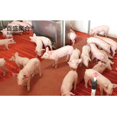Farrowing Modern Çiftlik Domuz Evi Domuz Kulübesi Domuz evi