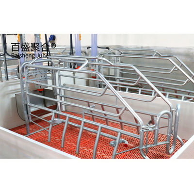 ISO9001 2008/CE/BV sertifikalı domuz yetiştirme iş planı