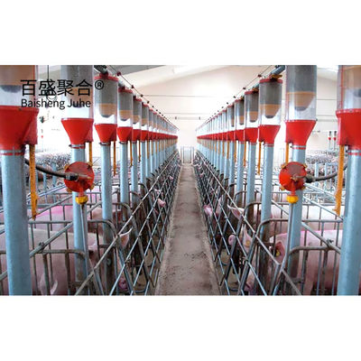 ISO9001 2008/CE/BV sertifikalı domuz yetiştirme iş planı