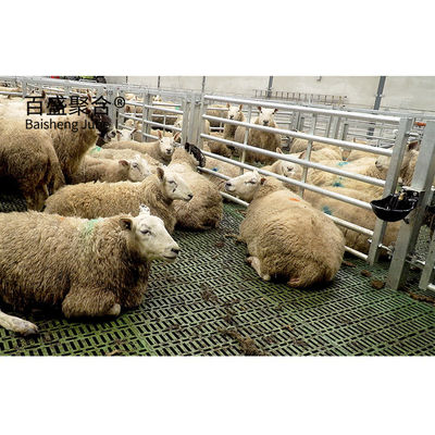 Alüminyum Alloy Window Prefab Animal Shed Steel Structure for Sheep and Goat Farming (Koyun ve Keçi Çiftliği İçin Alüminyum Alloy Pencere)