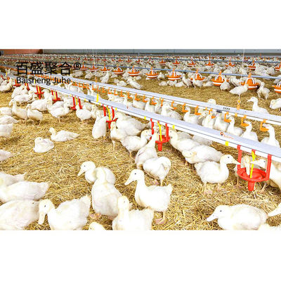 Hafif Çelik Çerçeve Broiler Sandviç Panel Çatı ve Özel Renklerle Tavuk Çadırı