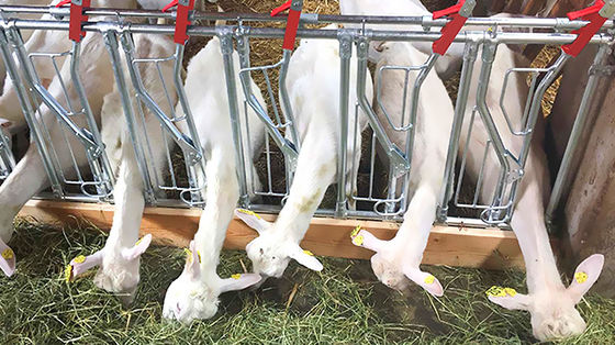 Açık taraflı tavuk evleri, keçi domuzları, at ve sığır yetiştirme için hazırlıksız ahır türü