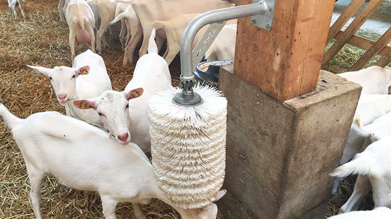 Açık taraflı tavuk evleri, keçi domuzları, at ve sığır yetiştirme için hazırlıksız ahır türü