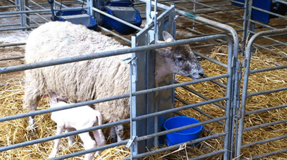 Çelik Çiftlik Tedarikçileri Çelik Yapı Tavuk Broiler Evi At Ahırı için tasarım düzenleri